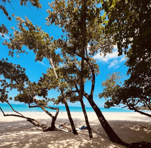 Beach trees in Seychelles