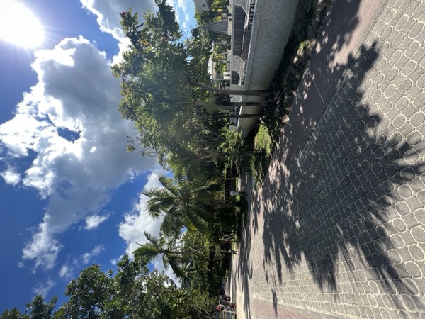 Palm trees in Seychelles